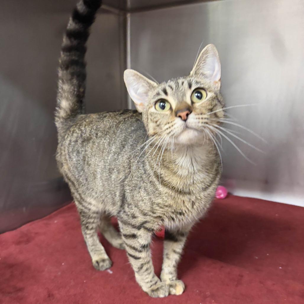 Peony, Adoptable, Young Female Domestic Short Hair.