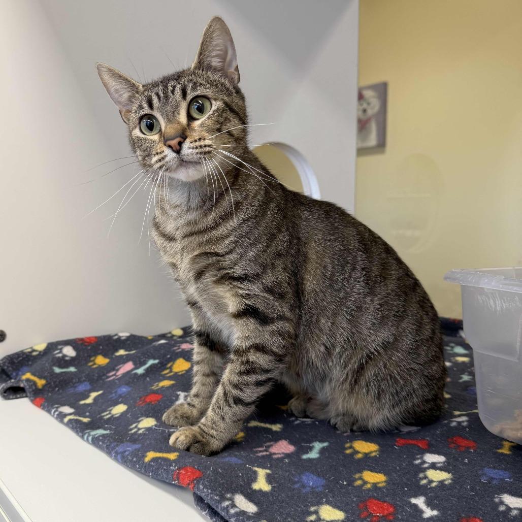 Peony, a Adoptable Domestic Short Hair in Beaumont, TX image 1/3