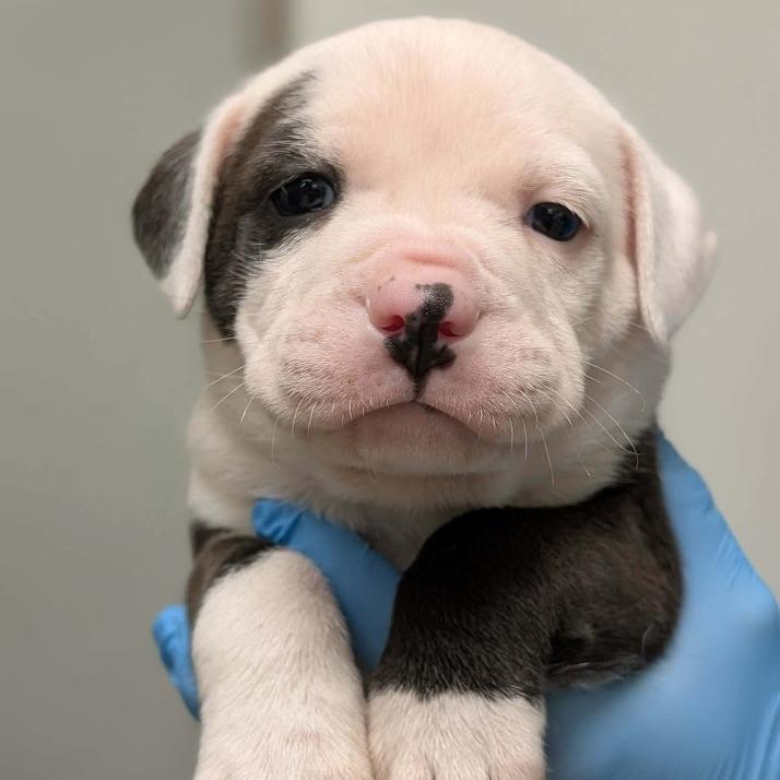 Tucker, Adoptable, Puppy Male Boxer & Mixed Breed.