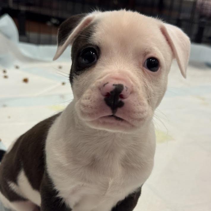 Tucker, a Adoptable mixed breed in North Charleston, SC image 3/4