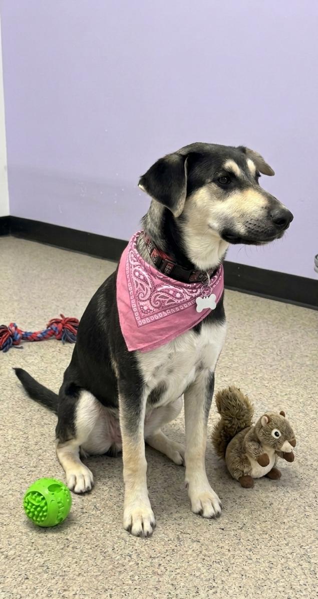 **MARLLI*, Adoptable, Puppy Female Shepherd.