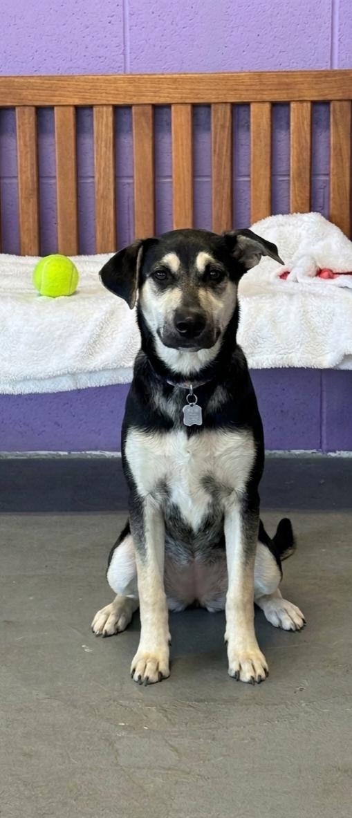 **MARLLI*, a Adoptable Shepherd in North Prairie, WI image 2/3