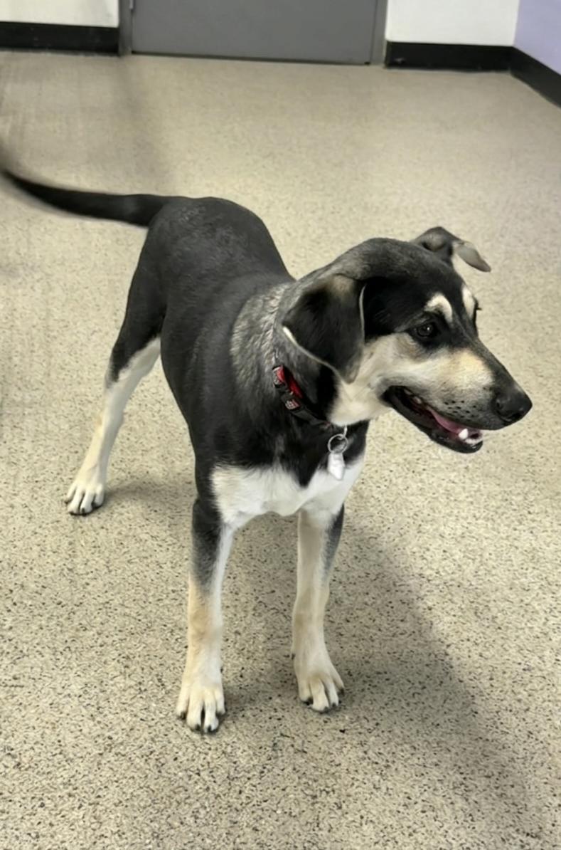 **MARLLI*, a Adoptable Shepherd in North Prairie, WI image 3/3