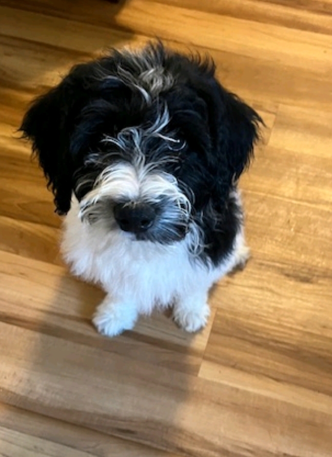 Dog for adoption Clara, a Portuguese Water Dog in Hamburg, NY Petfinder