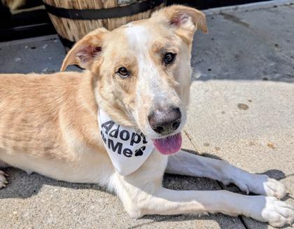 Enlarge Aaron- in foster home, a Adoptable Mixed Breed in Hamilton, OH image 5/5