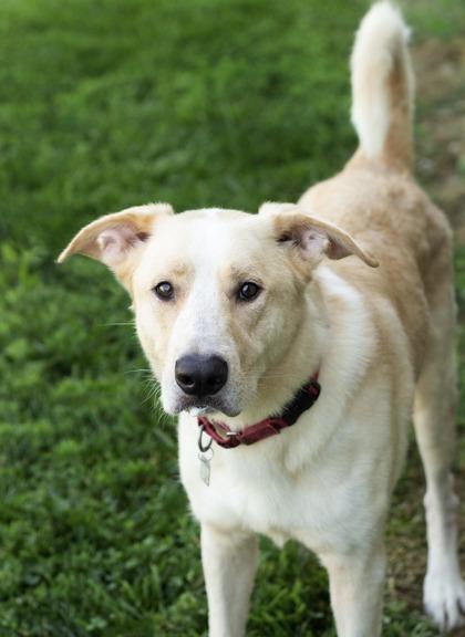 Aaron- in foster home, Adoptable, Adult Male Mixed Breed.