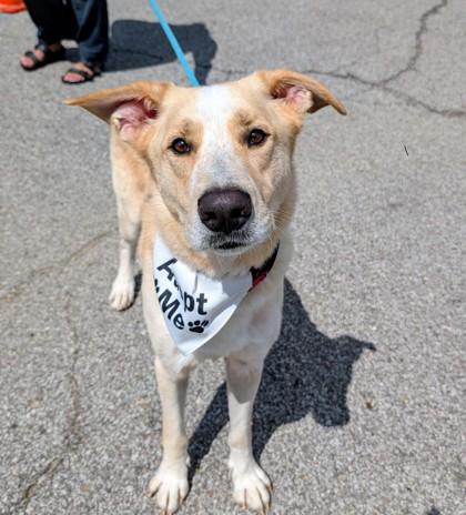Enlarge Aaron- in foster home, a Adoptable Mixed Breed in Hamilton, OH image 4/5