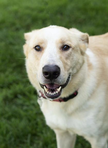 Enlarge Aaron- in foster home, a Adoptable Mixed Breed in Hamilton, OH image 2/5