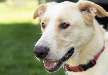 Enlarge Aaron- in foster home, a Adoptable Mixed Breed in Hamilton, OH image 3/5