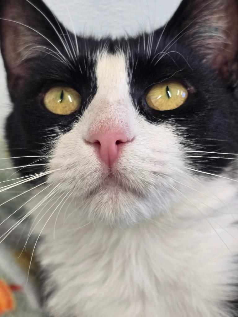 Scholastic Book Fair, Adoptable, Kitten Female Domestic Medium Hair.