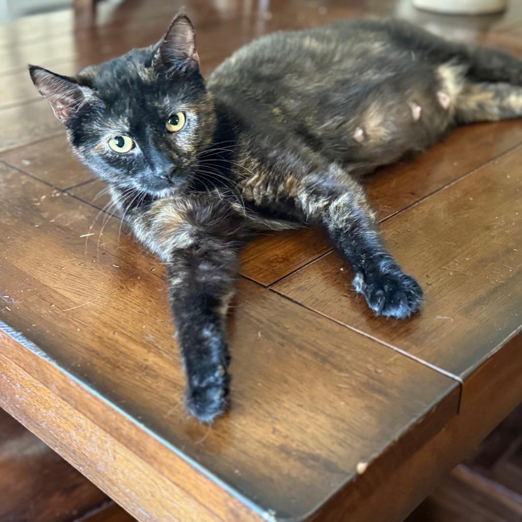 Mew, Adoptable, Adult Female Domestic Short Hair.