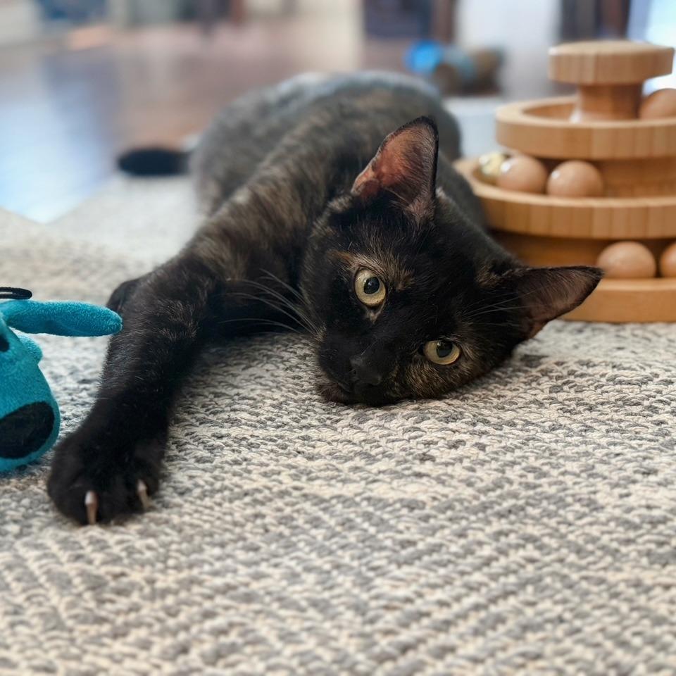 Mew, a Adoptable Domestic Short Hair in Huntsville, AL image 2/6