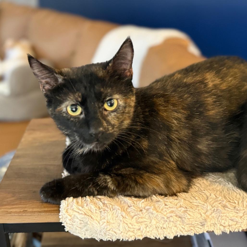 Mew, a Adoptable Domestic Short Hair in Huntsville, AL image 3/6