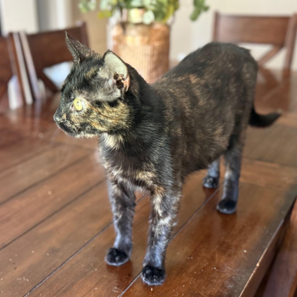 Mew, a Adoptable Domestic Short Hair in Huntsville, AL image 4/6