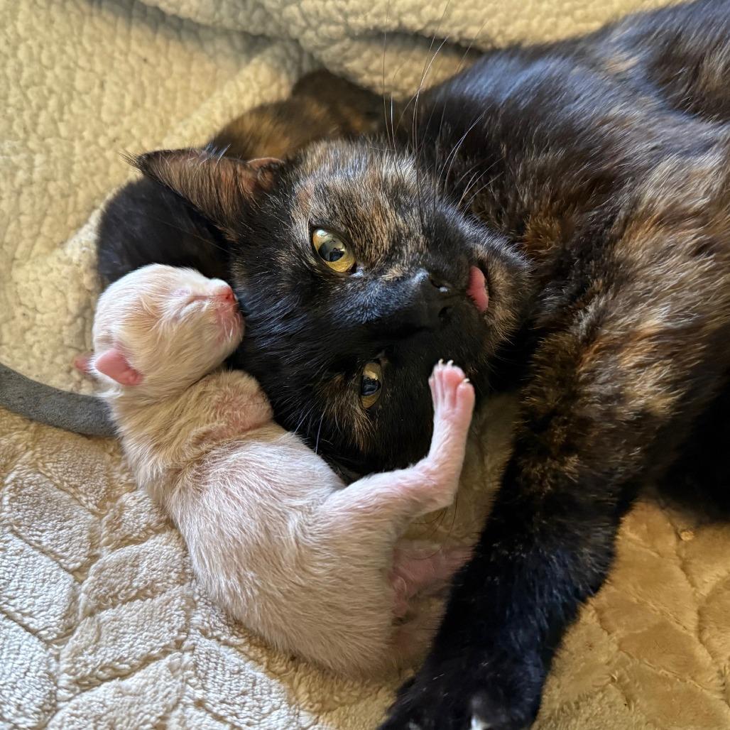 Mew, a Adoptable Domestic Short Hair in Huntsville, AL image 5/6