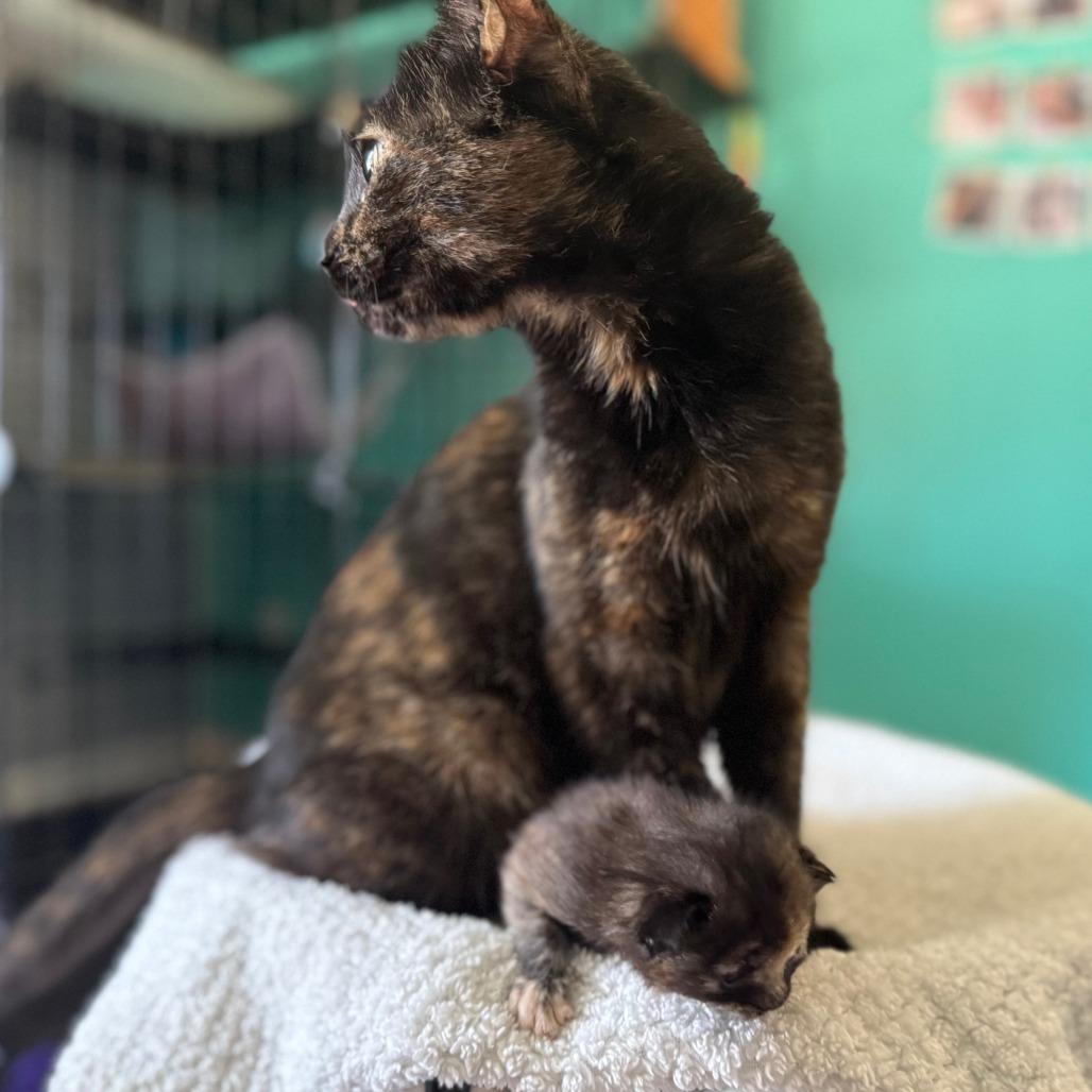 Mew, a Adoptable Domestic Short Hair in Huntsville, AL image 6/6