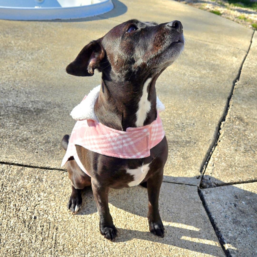 Enlarge CICI, a Adoptable mixed breed in Terrace Park, OH image 4/5