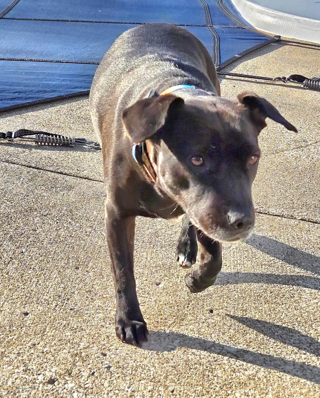 Enlarge CICI, a Adoptable mixed breed in Terrace Park, OH image 5/5