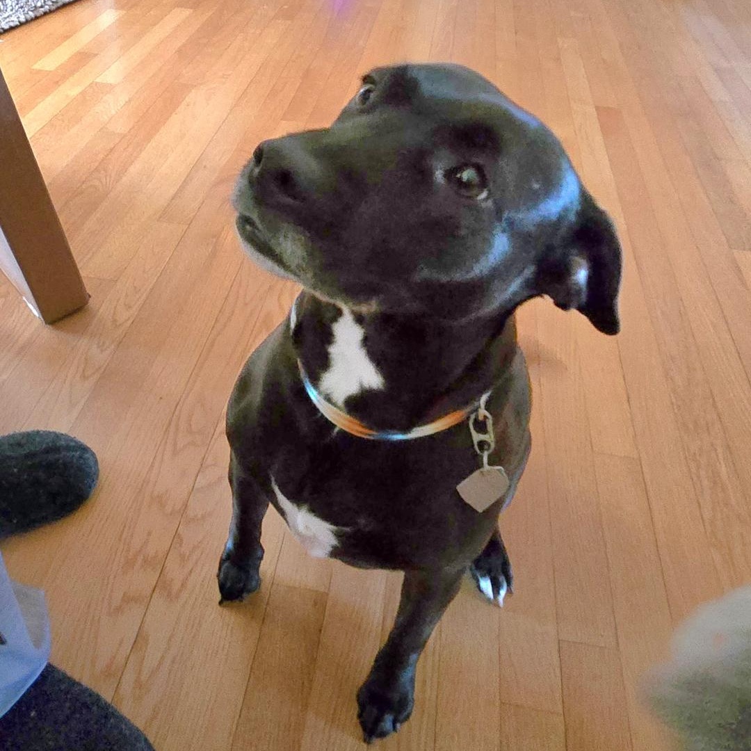 Enlarge CICI, a Adoptable mixed breed in Terrace Park, OH image 3/5