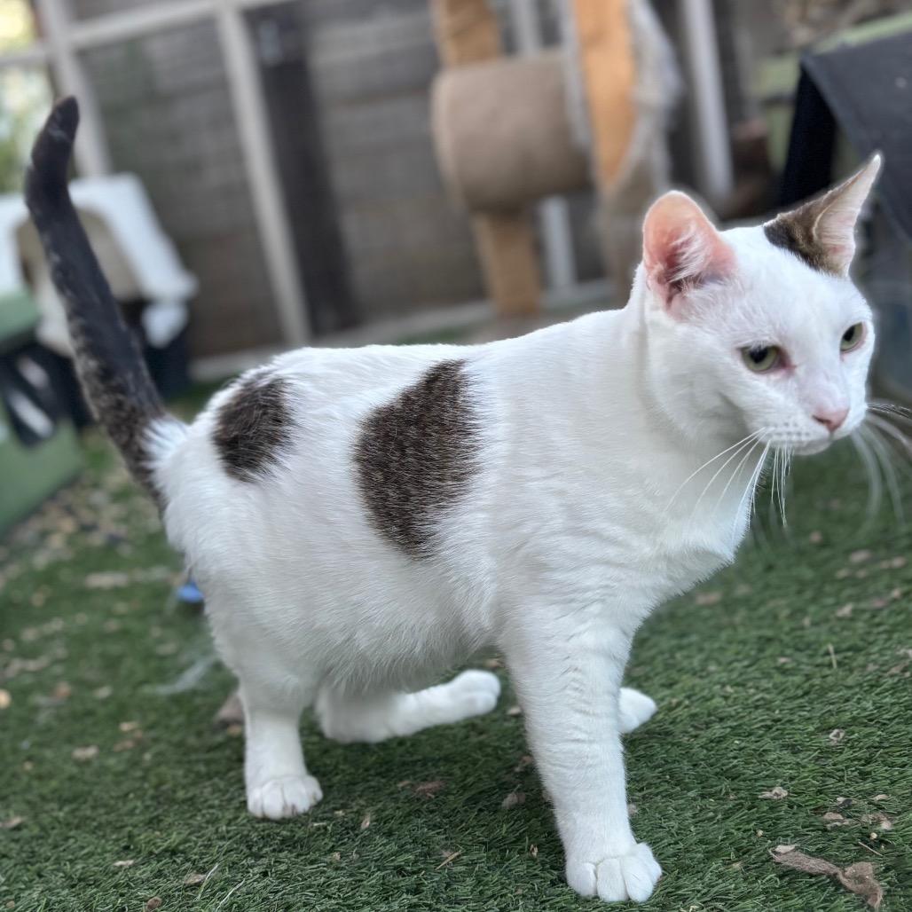 Enlarge Alder, a Adoptable Domestic Short Hair in Nampa, ID image 1/6