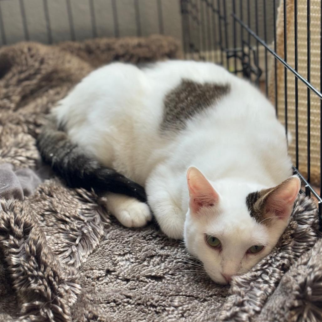 Enlarge Alder, a Adoptable Domestic Short Hair in Nampa, ID image 2/6