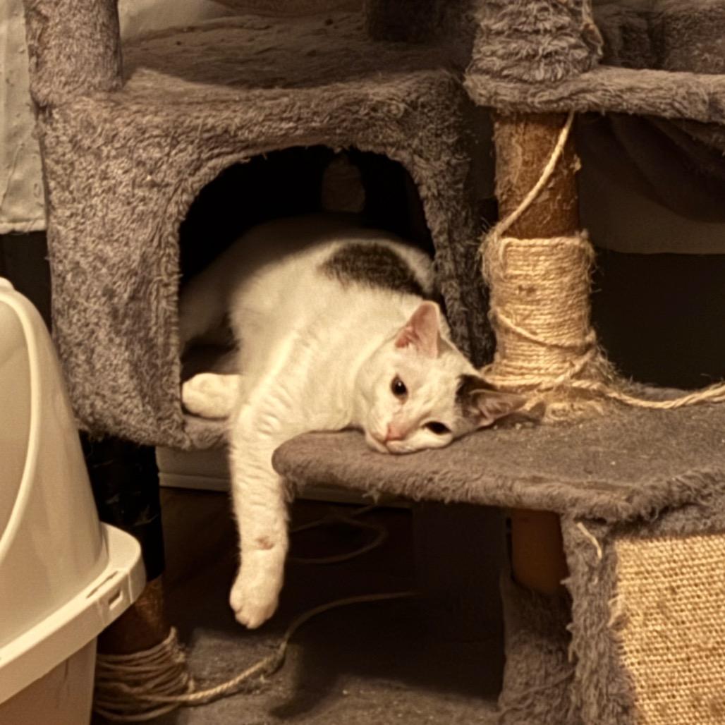 Enlarge Alder, a Adoptable Domestic Short Hair in Nampa, ID image 3/6