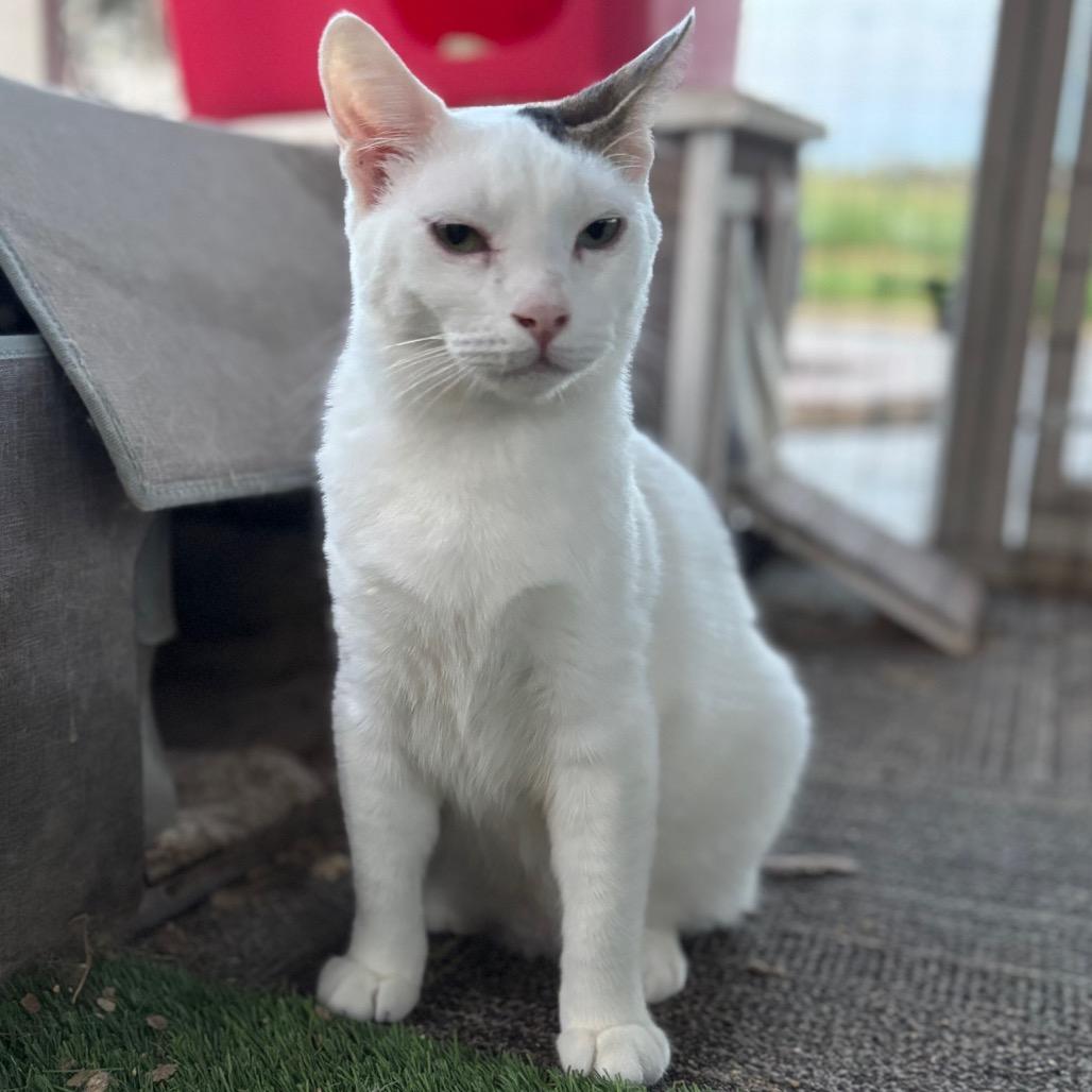 Enlarge Alder, a Adoptable Domestic Short Hair in Nampa, ID image 4/6