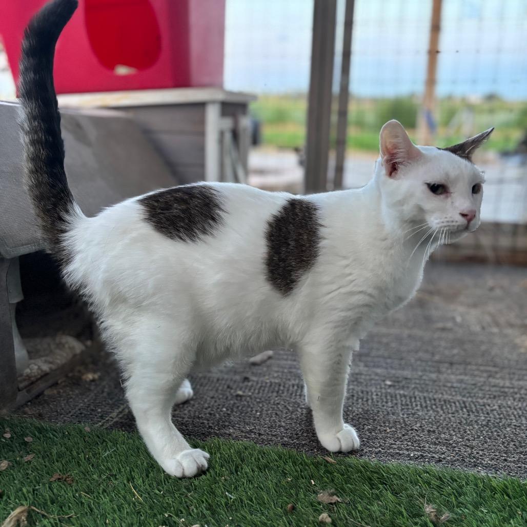 Enlarge Alder, a Adoptable Domestic Short Hair in Nampa, ID image 5/6