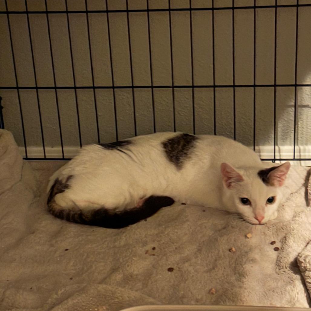 Enlarge Alder, a Adoptable Domestic Short Hair in Nampa, ID image 6/6