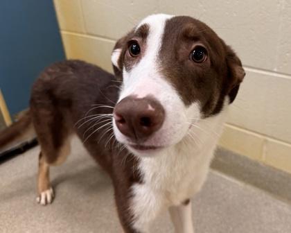 Enlarge Icicle, a Adoptable mixed breed in Virginia Beach, VA image 1/1