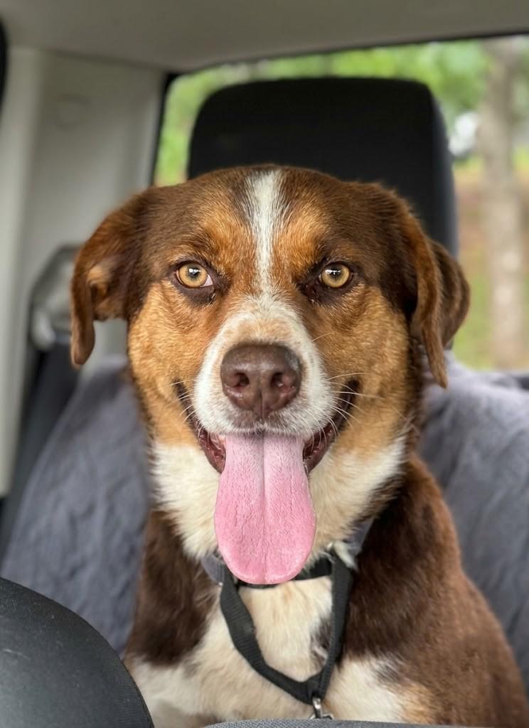 Enlarge Bo, a Adoptable mixed breed in Meeker, OK image 1/1