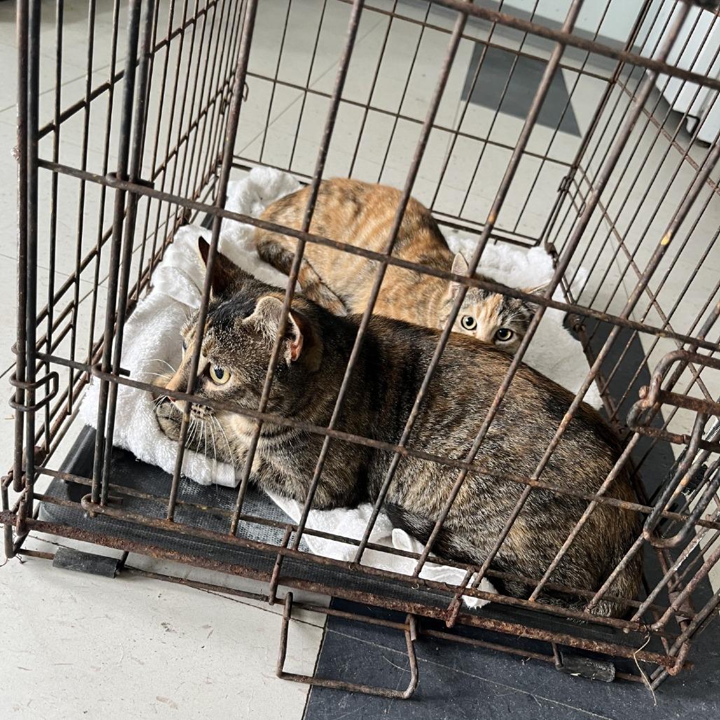 Enlarge Jumanji, a Adoptable Domestic Short Hair in Richmond Hill, GA image 1/1