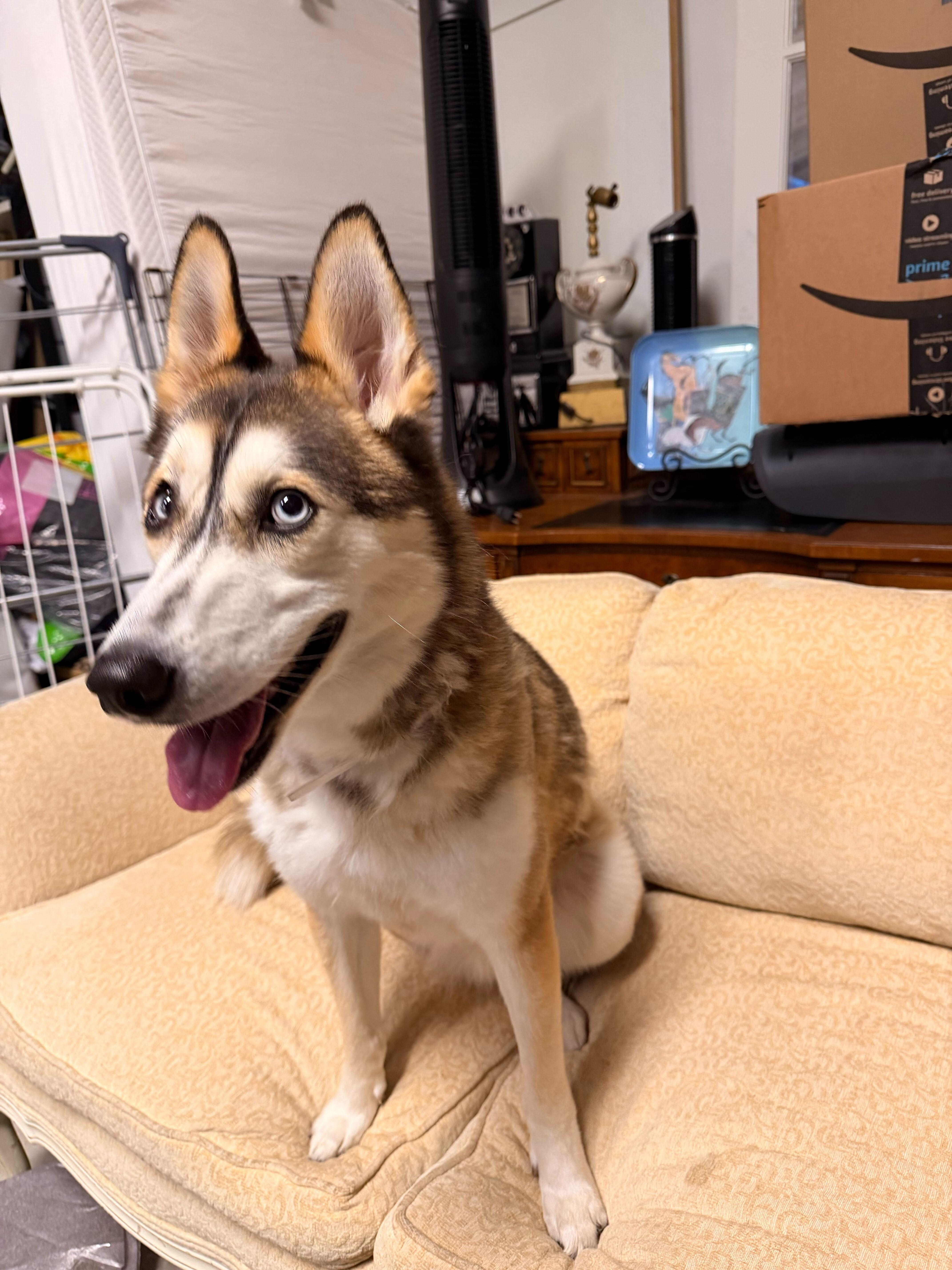 Enlarge Gandolf, a Adoptable mixed breed in San Rafael, CA image 1/5
