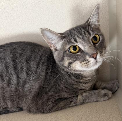 Tilly and Theo, adoptable, Young Female Domestic Short Hair.