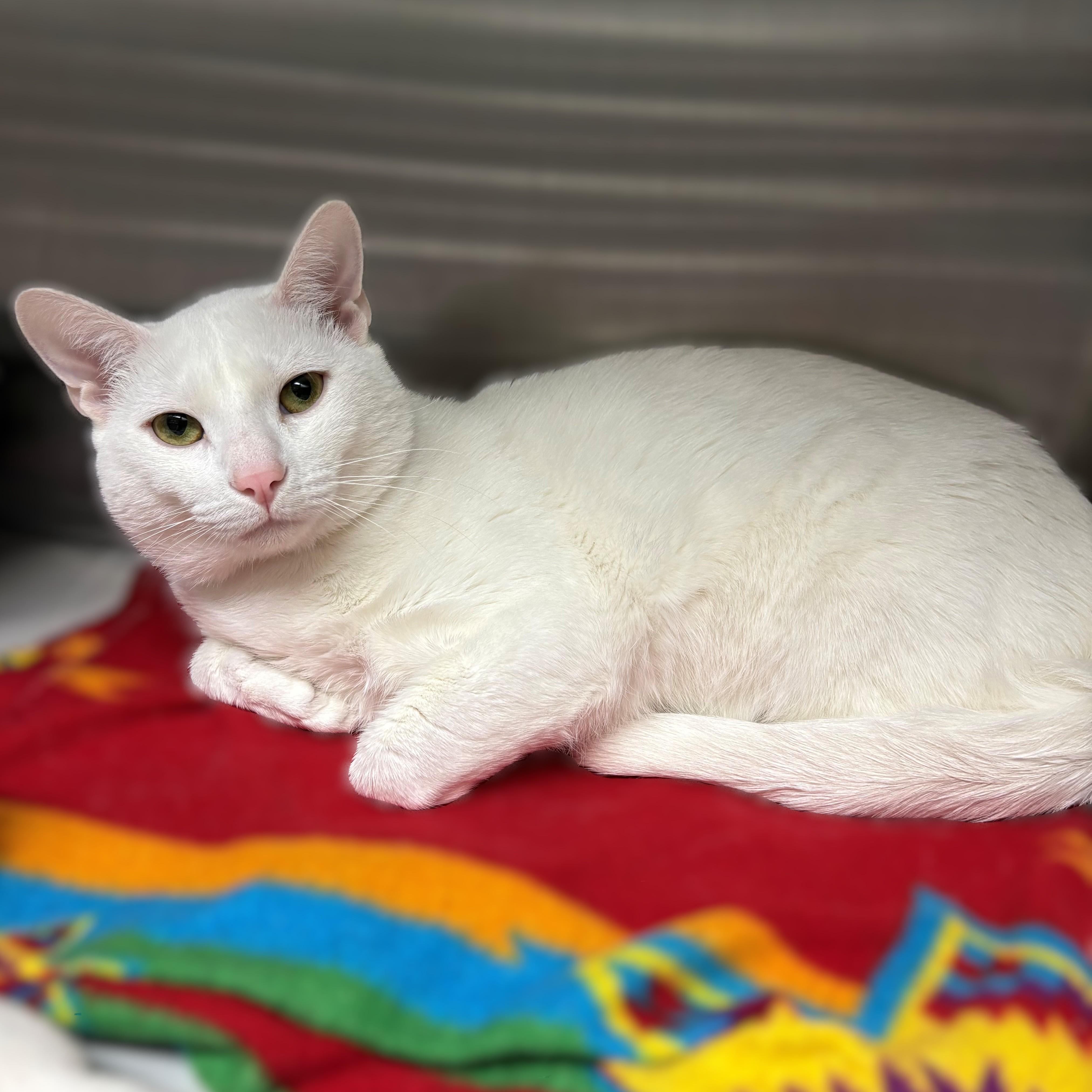 Faro- #50549, ADOPTABLE, Kitten Male Domestic Short Hair.