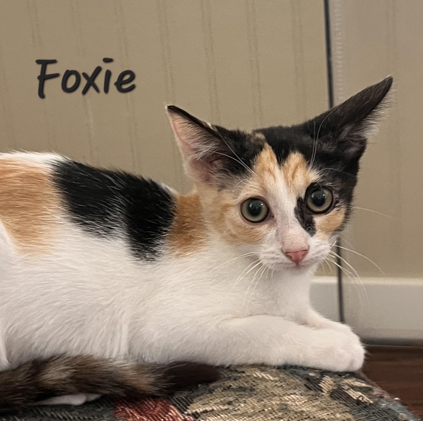 Foxie