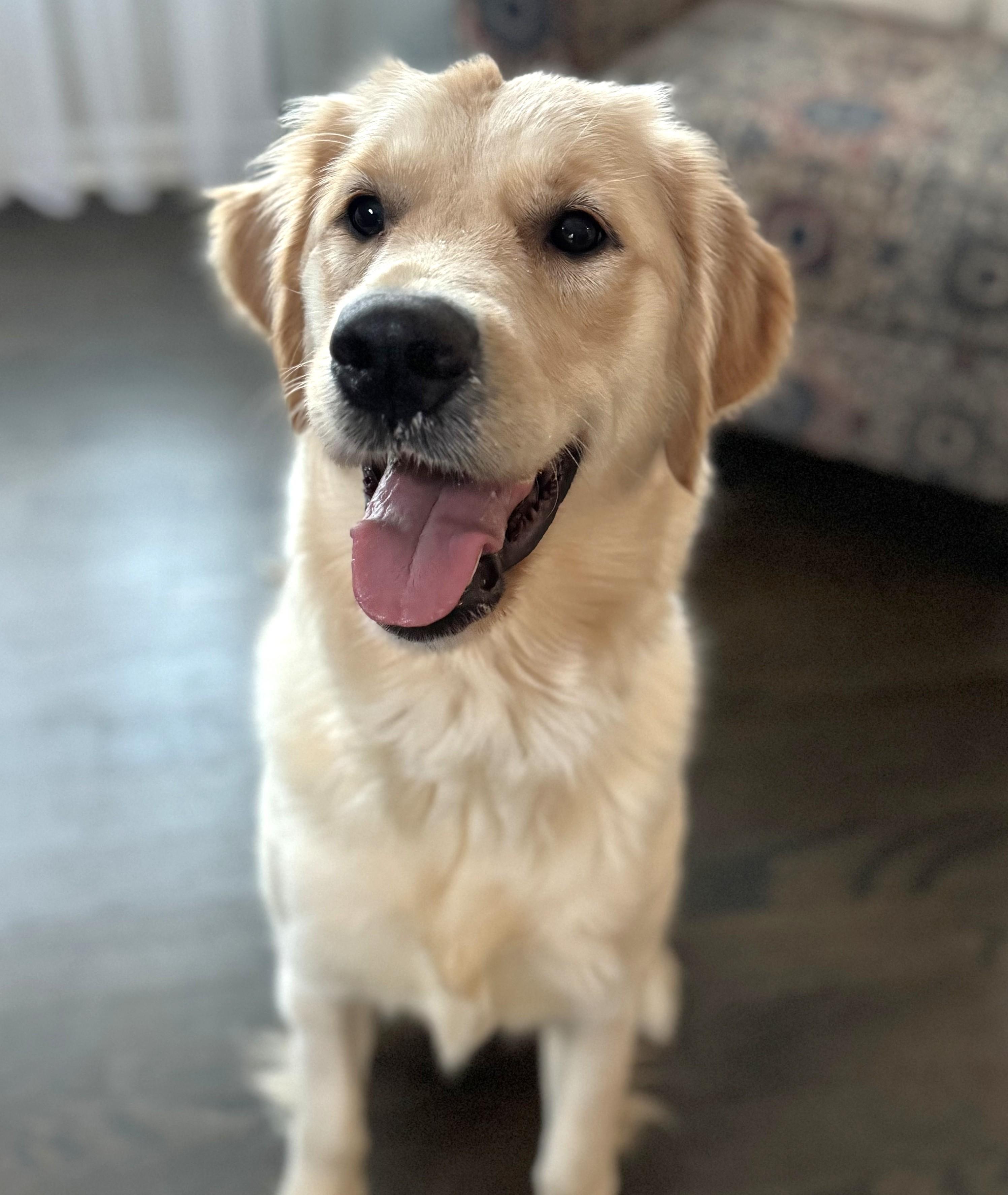 Wrenlee, adoptable, Young Female Golden Retriever & Mixed Breed.