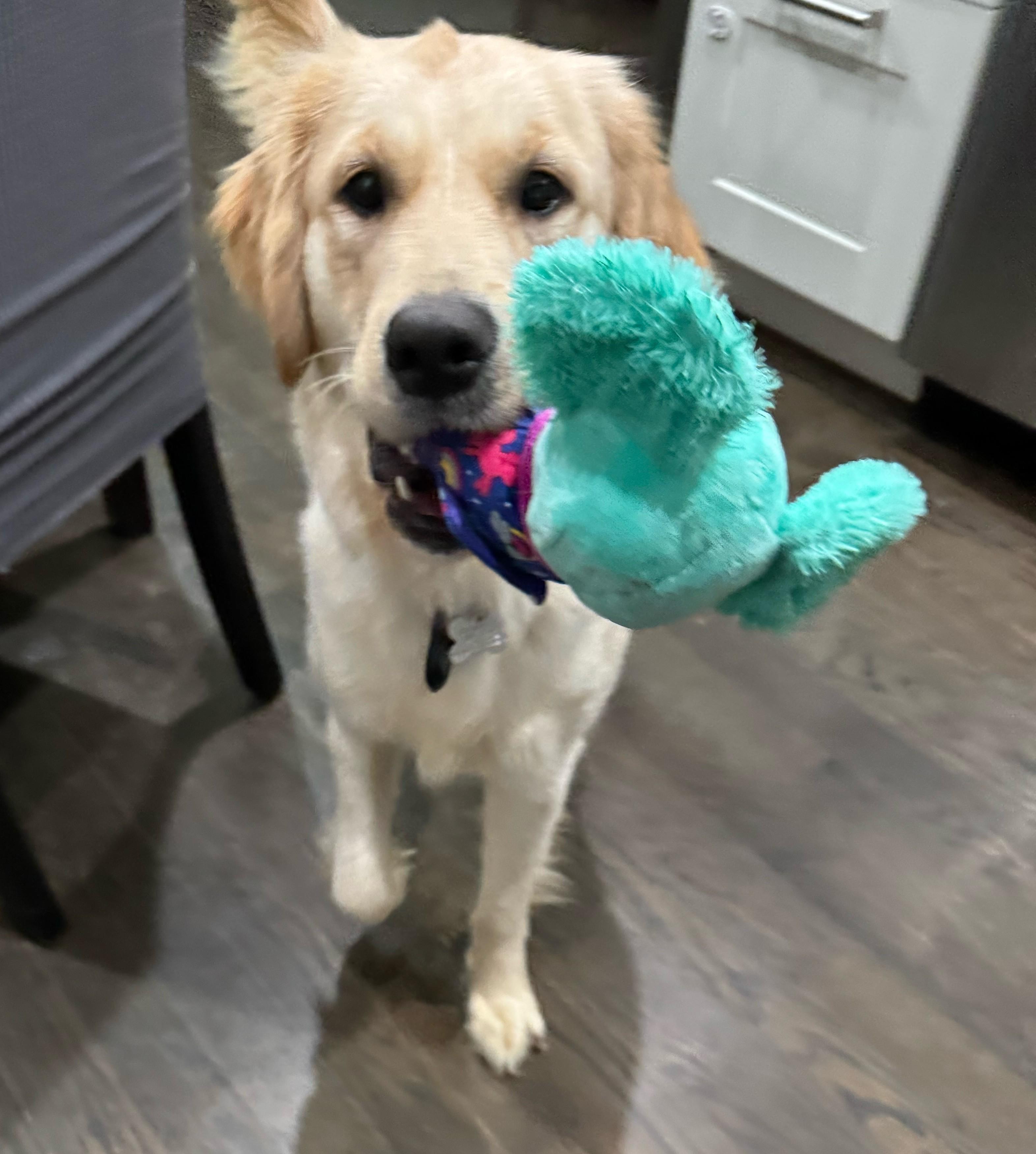 Enlarge Wrenlee, an adoptable mixed breed in Palatine, IL image 3/5