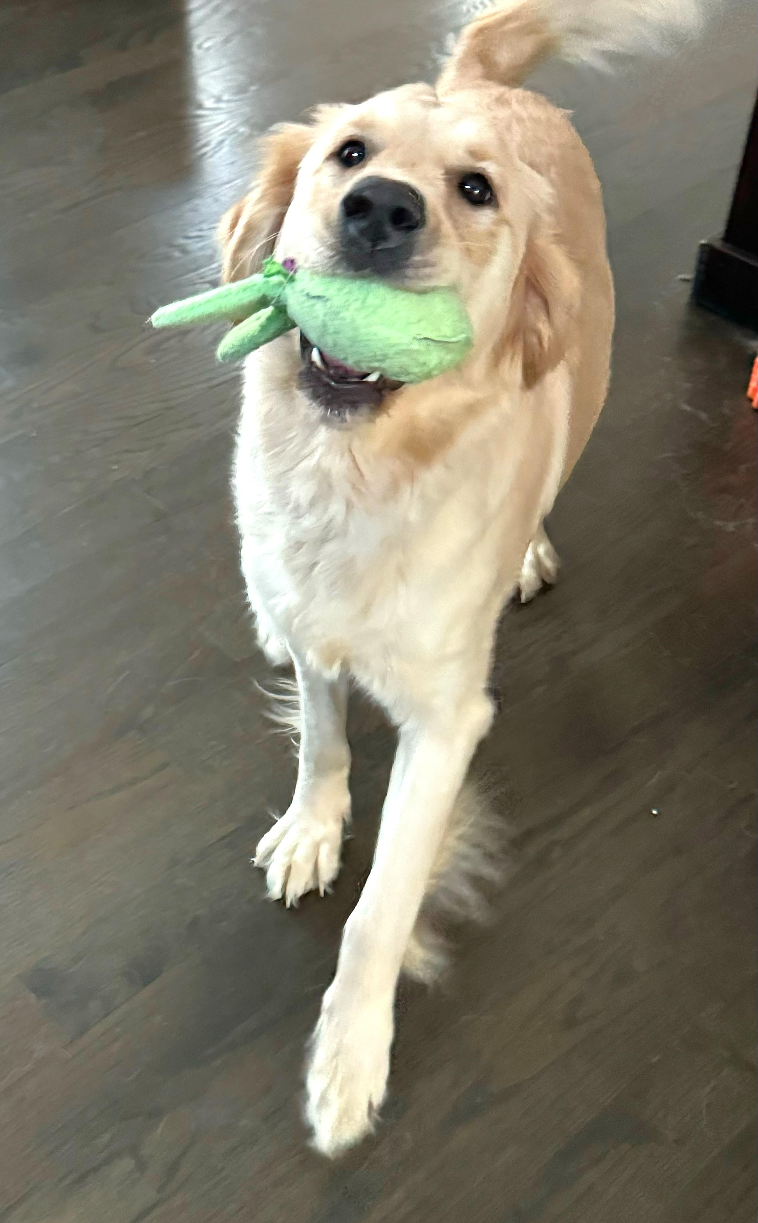 Enlarge Wrenlee, an adoptable mixed breed in Palatine, IL image 5/5