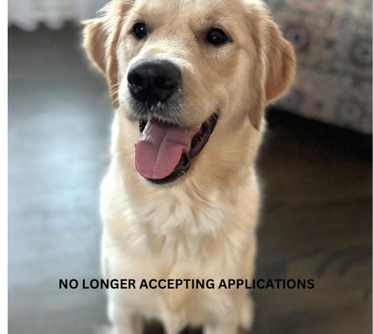 Wrenlee, an adopted mixed breed in Palatine, IL image 1/5