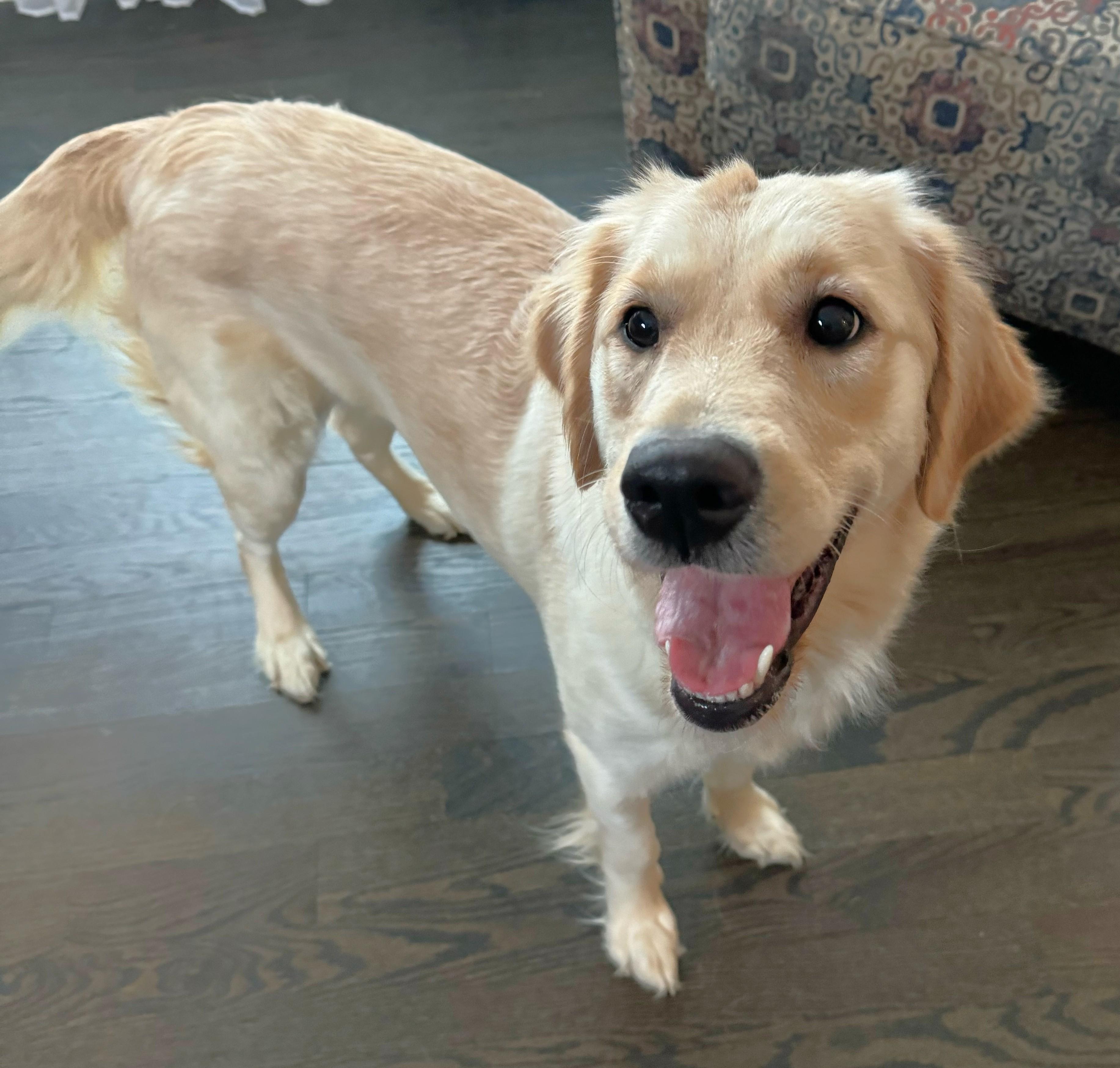 Enlarge Wrenlee, an adoptable mixed breed in Palatine, IL image 2/5