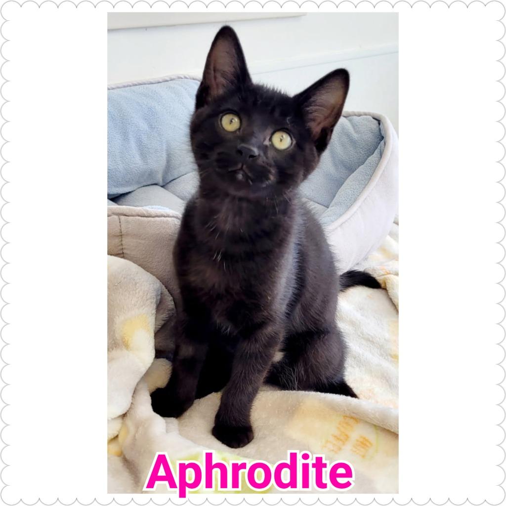Enlarge Aphrodite, a Adopted mixed breed in North Saint Paul, MN image 1/1