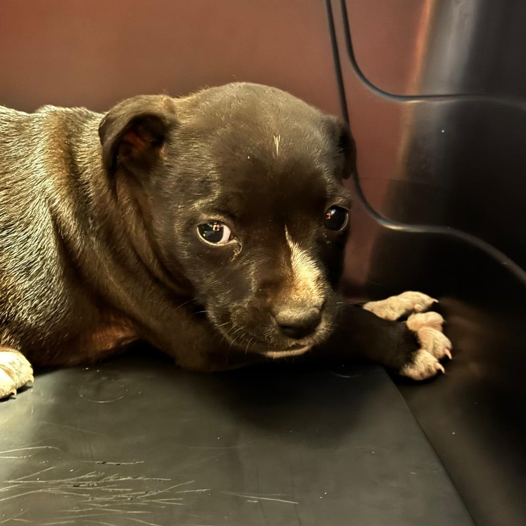 Enlarge Ethel/Baby, a Adoptable Pit Bull Terrier in Birmingham, AL image 1/1