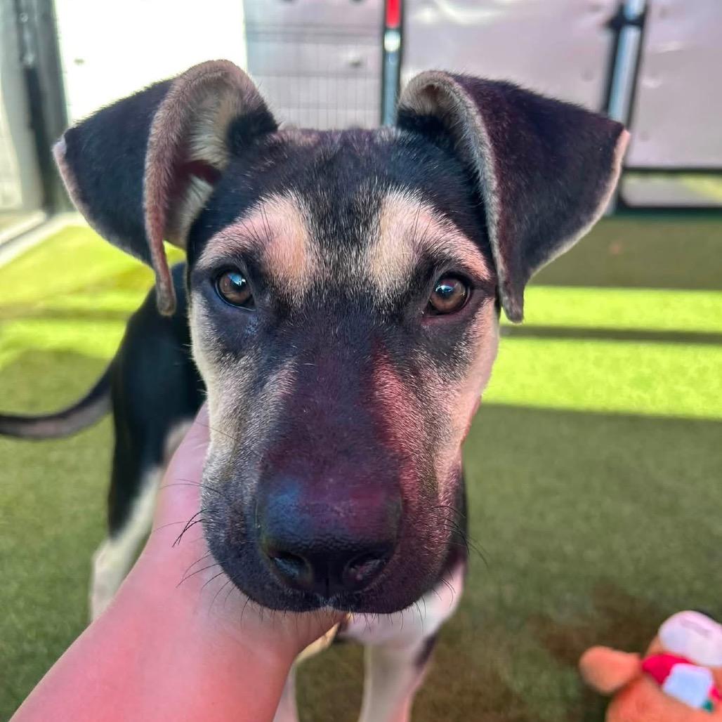 Dice, Adoptable, Puppy Male Shepherd.