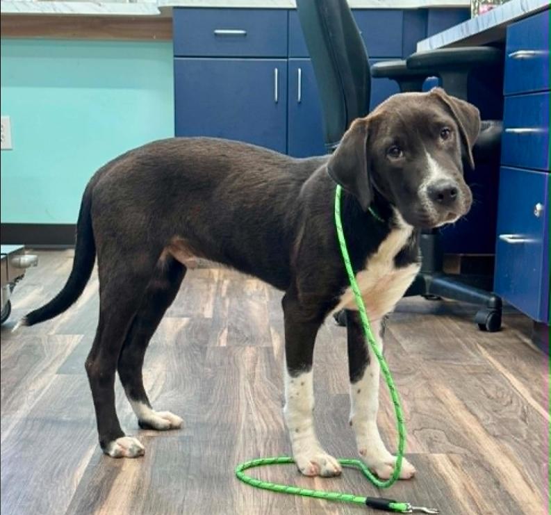 Elvis, ADOPTABLE, Puppy Male Hound.