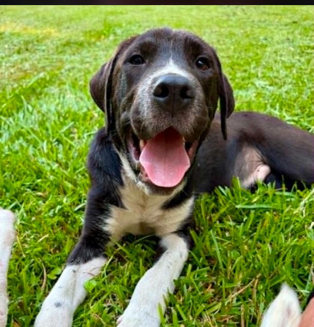 Enlarge Elvis, a ADOPTABLE mixed breed in Eutawville, SC image 3/6