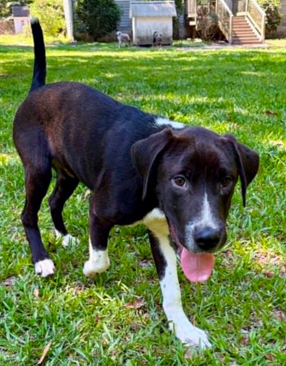 Enlarge Elvis, a ADOPTABLE mixed breed in Eutawville, SC image 5/6