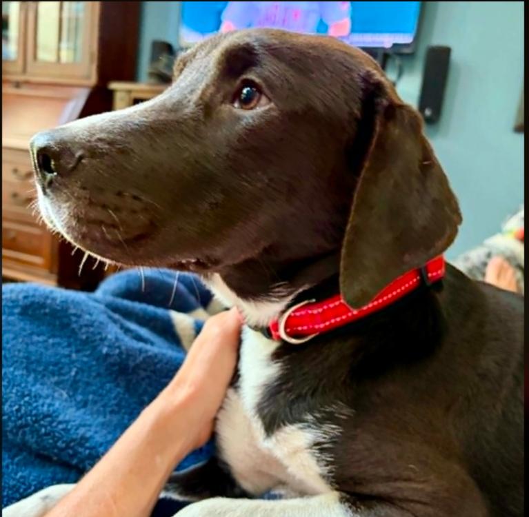 Enlarge Elvis, a ADOPTABLE mixed breed in Eutawville, SC image 2/6