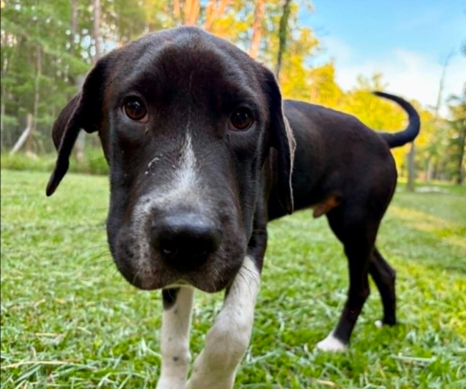 Enlarge Elvis, a ADOPTABLE mixed breed in Eutawville, SC image 4/6