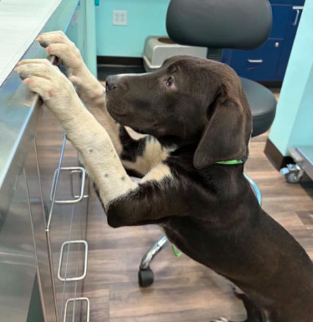 Enlarge Elvis, a ADOPTABLE mixed breed in Eutawville, SC image 6/6